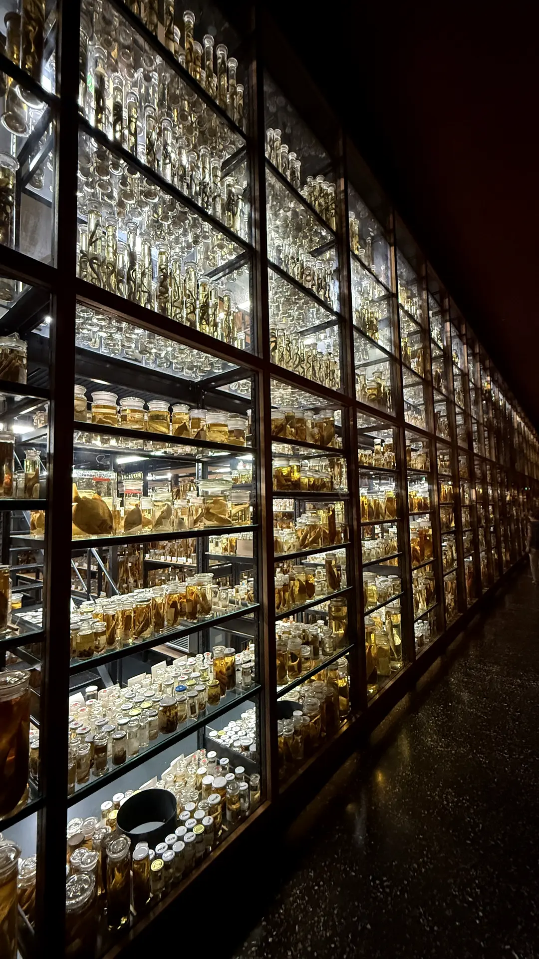 Meterhohe beleuchtete Regalwand mit Präparategläsern im Naturkundemuseum