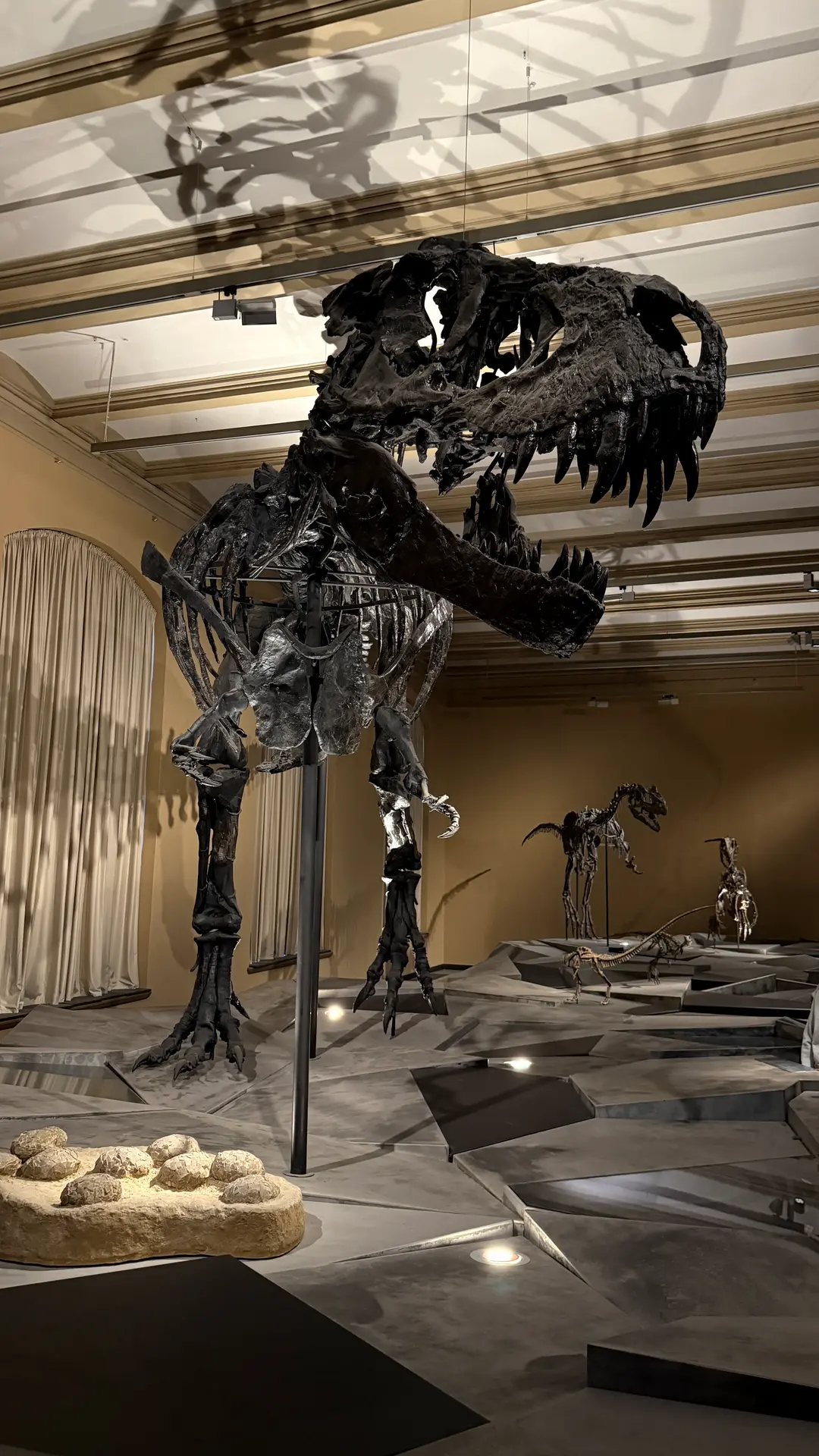 Skelett des Tyrannosaurus Tristan Otto im Naturkundemuseum