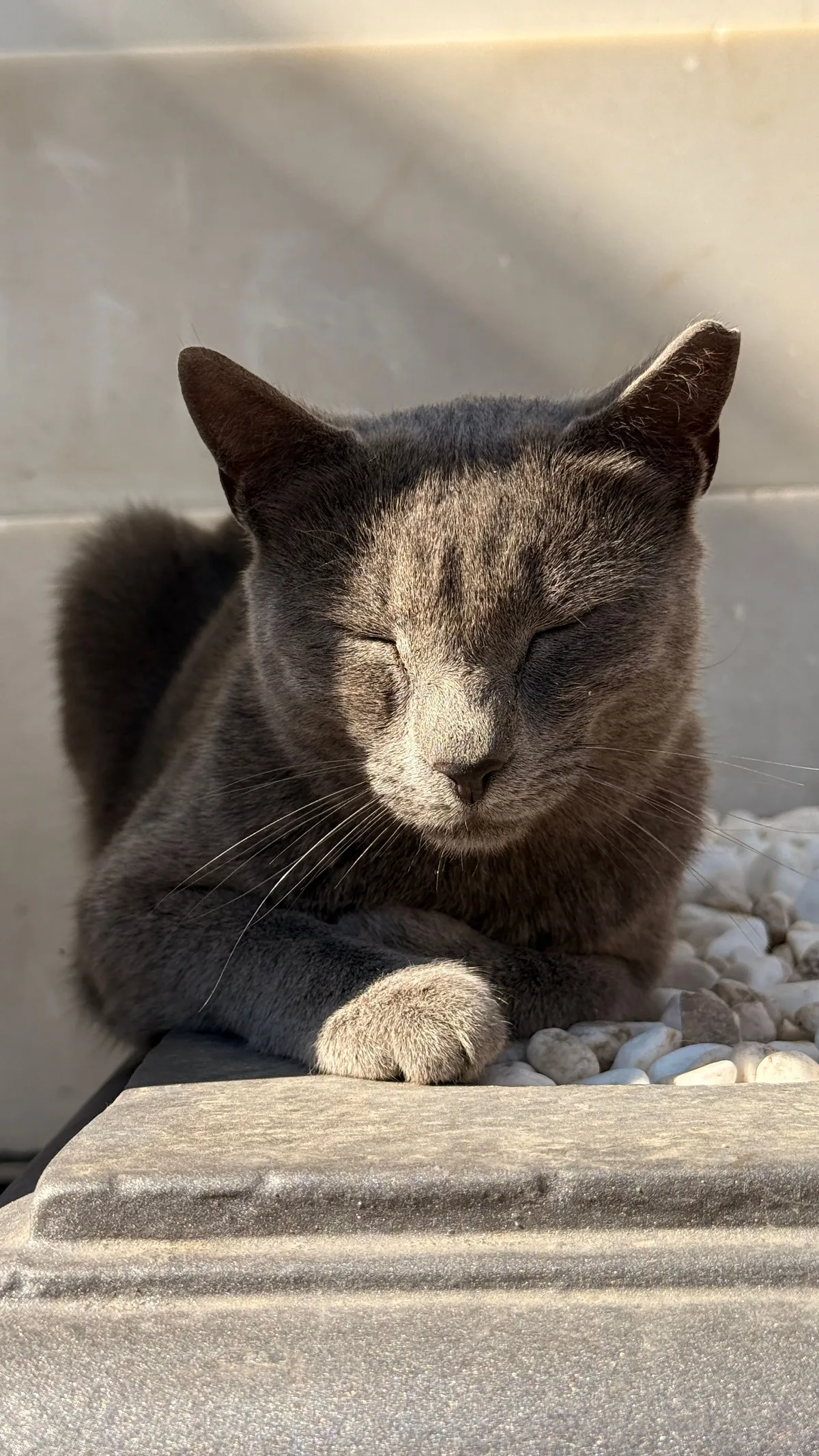 Grey cat sleeping on a marble block in the sun with its paws crossed