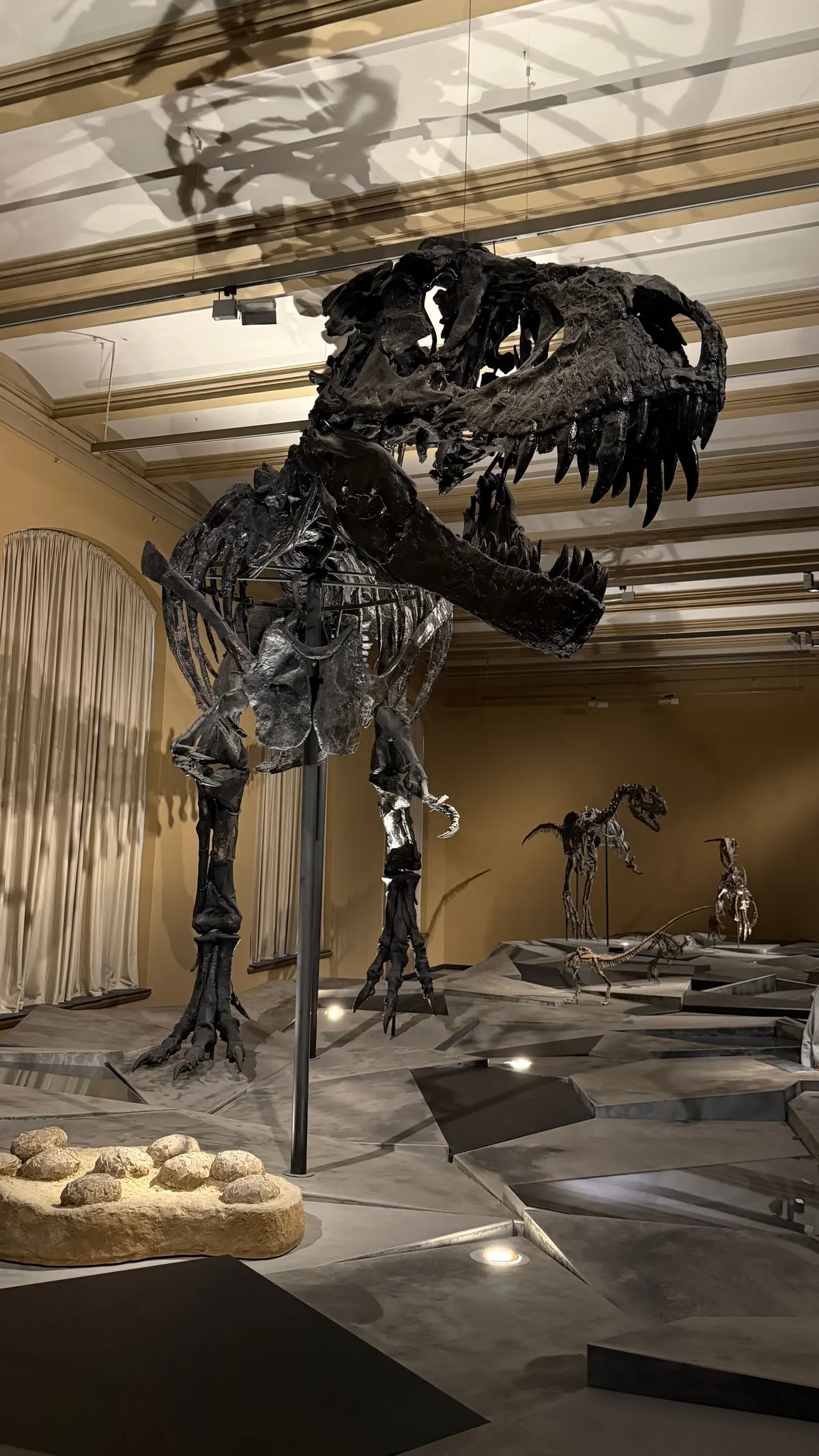 Complete Tyrannosaurus rex skeleton in a bright museum hall, a smaller dinosaur behind