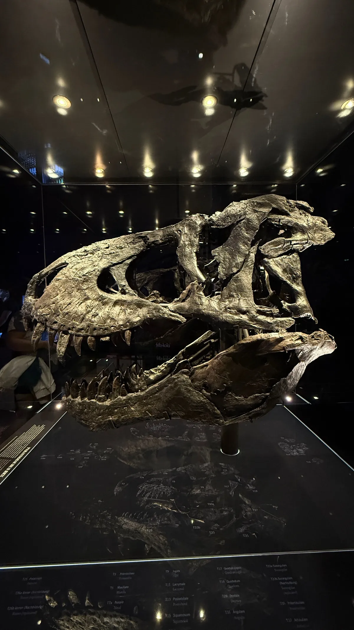 Skull of a Tyrannosaurus rex in a dark showcase, lit from above, teeth in sharp relief