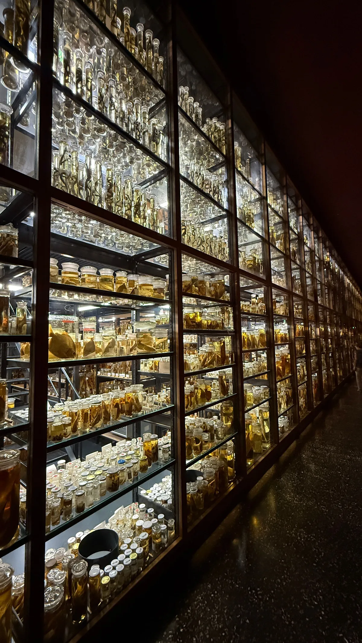 Towering illuminated shelf wall of specimen jars in the natural history museum’s wet collection