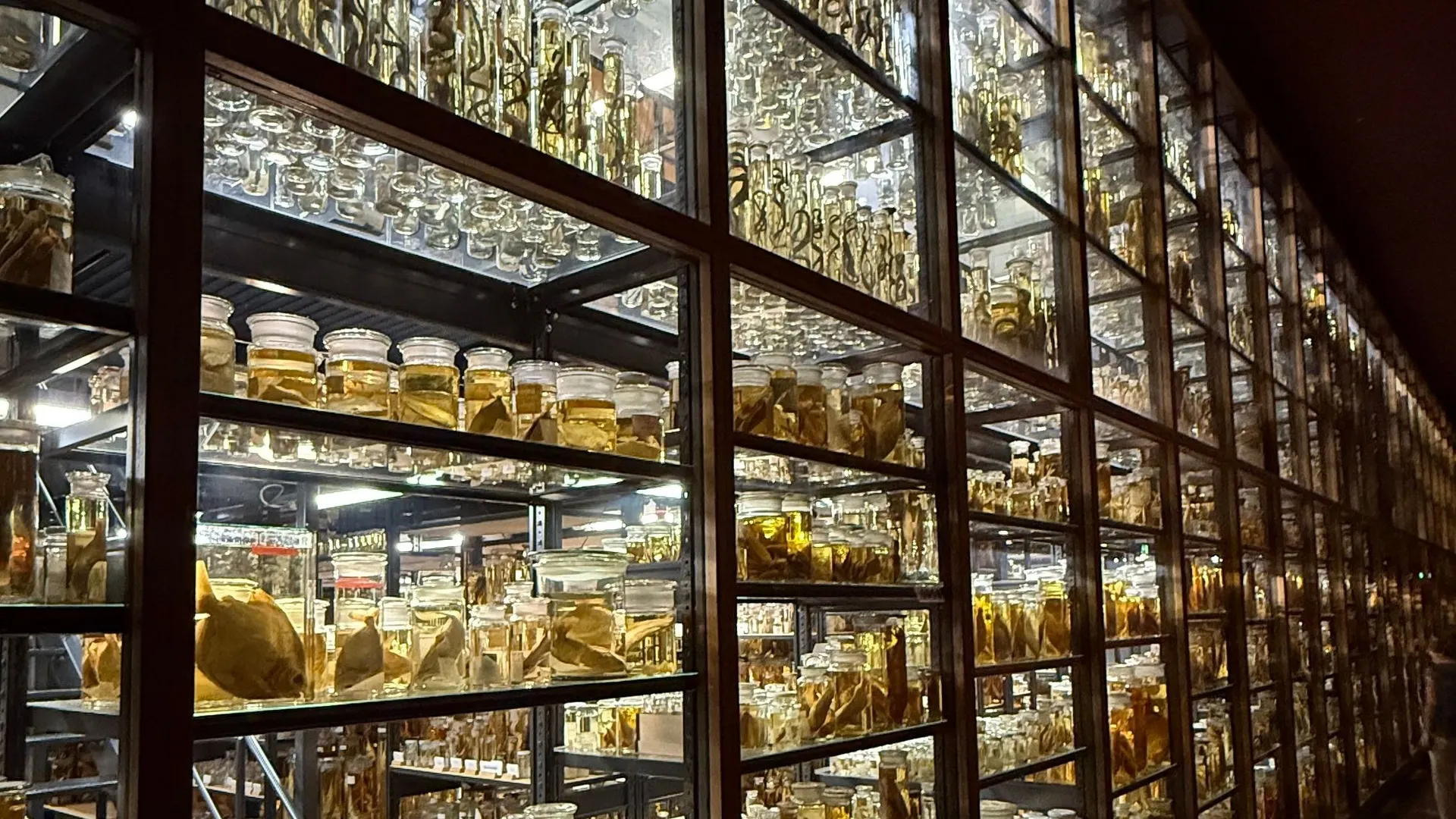 Towering illuminated shelf wall of specimen jars in the natural history museum’s wet collection